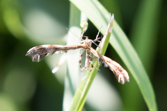 Dejongia lobidactylus