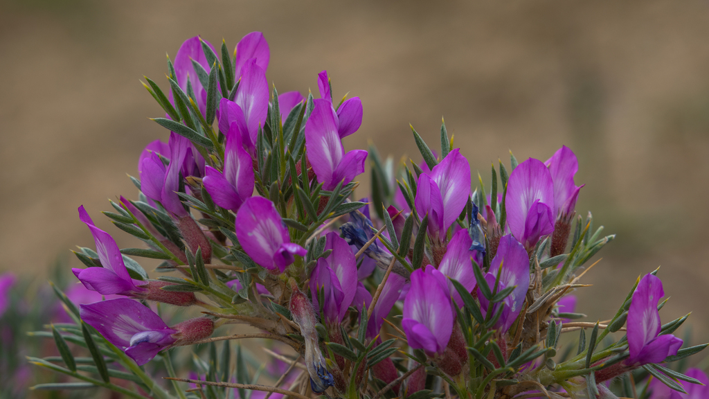 Oxytropis aciphylla
