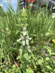 Stachys atherocalyx