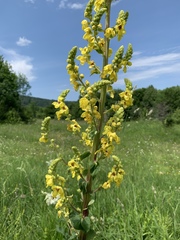 Verbascum pyramidatum