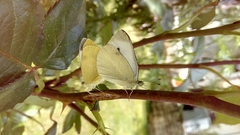 Pieris mannii