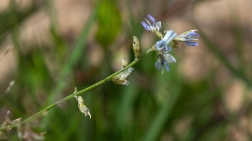 Oxytropis merkensis