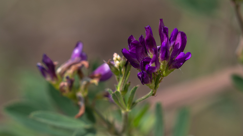 Alfalfa