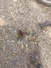 Rhynchium oculatum