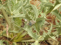 Muschampia tessellum nomas