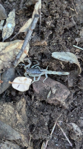 California common scorpion photo 4