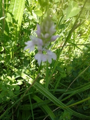 Dactylorhiza fuchsii