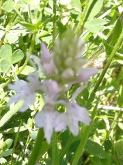 Dactylorhiza fuchsii