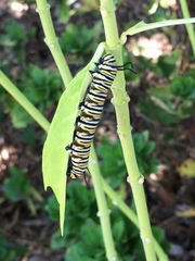 Danaus plexippus