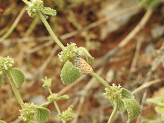 Lycaena ochimus