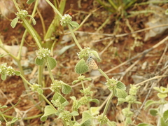 Lycaena ochimus