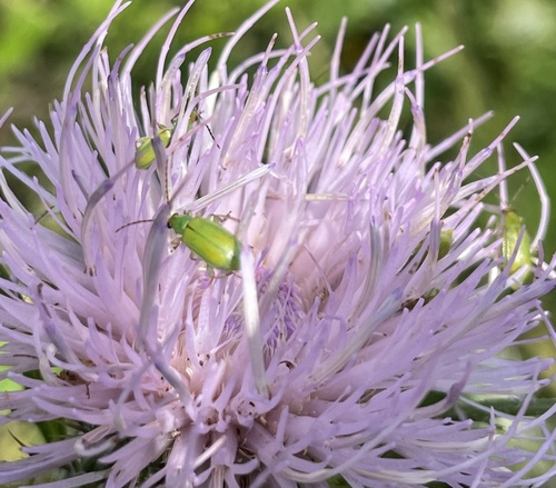 Northern Corn Rootworm