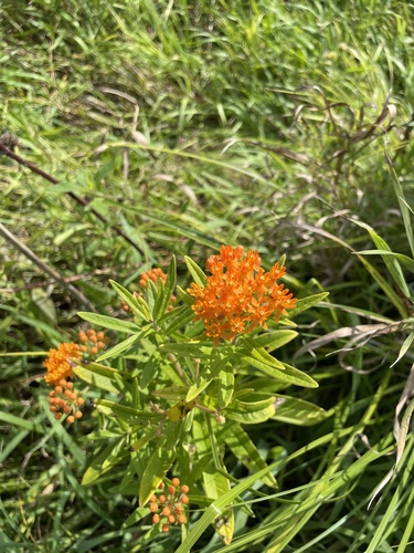 algodoncillo mariposa