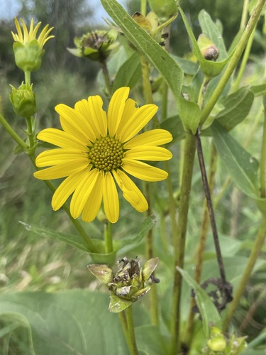 cup plant