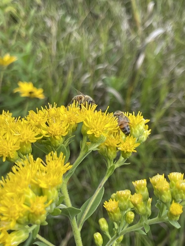 Bee