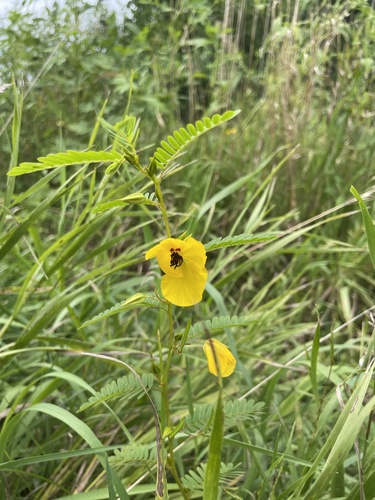 partridge pea