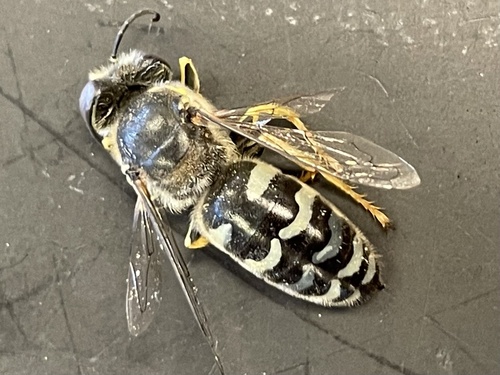 American Sand Wasp
