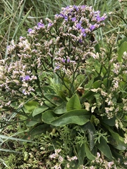 Limonium vulgare