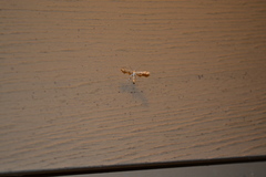 Geina periscelidactylus