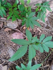 Serjania mexicana, photograph (c) Adrian Bojorquez, some rights reserved (CC BY-SA)