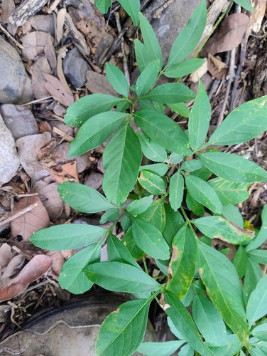 Serjania mexicana, photograph 6
