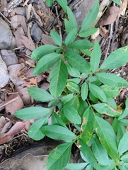 Serjania mexicana, photograph (c) Adrian Bojorquez, some rights reserved (CC BY-SA)