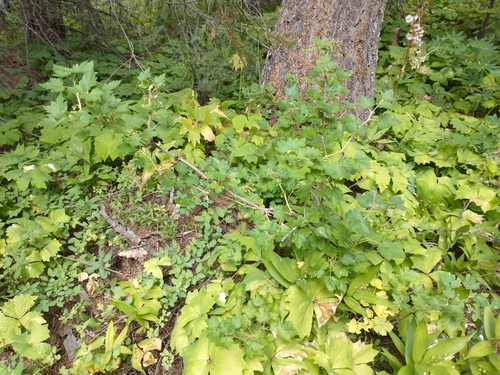 Image of Ribes watsonianum by no rights reserved