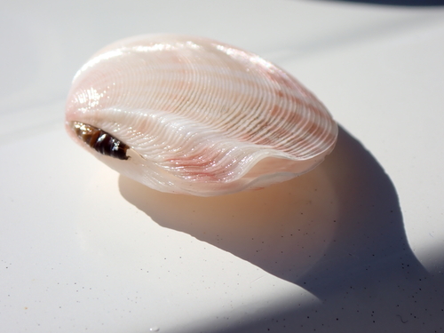 Tellinella virgata, 2024-07-21