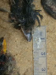 Empidonax difficilis