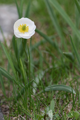 Ranunculus kuepferi
