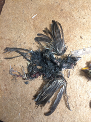 Empidonax difficilis