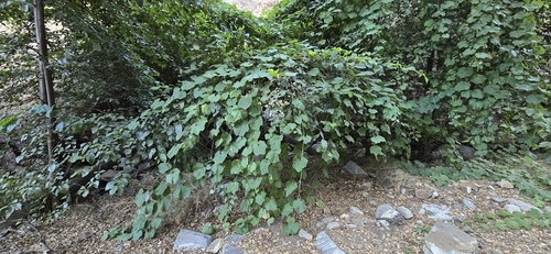 Image of Vitis girdiana by (c) Jonas Katona, some rights reserved (CC BY)