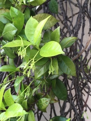 Trachelospermum jasminoides
