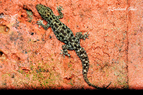 Amboli ‘brookiish’ gecko, Hemidactylus varadgirii
