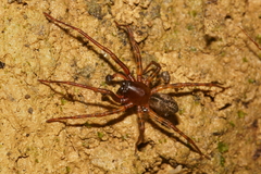 Desidae