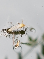 Culex pipiens