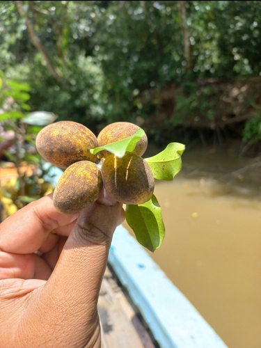 Alphonsea lutea, 2024-08-16