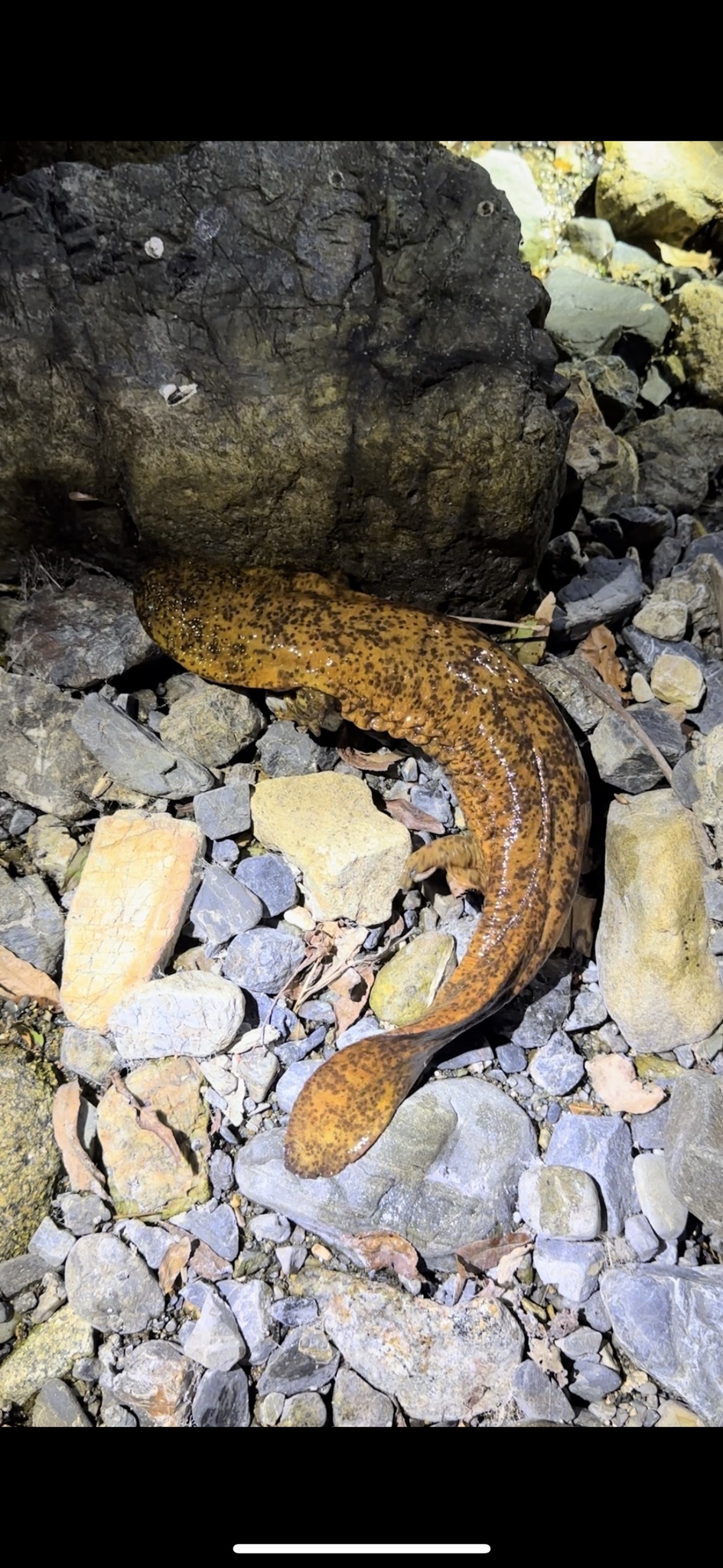 Andrias japonicus (Temminck, 1836)