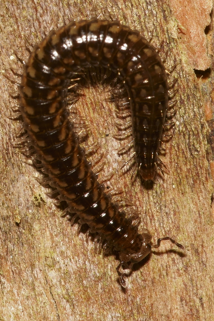 Cleidogonoidea