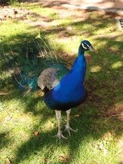 Pavo cristatus