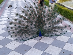Pavo cristatus