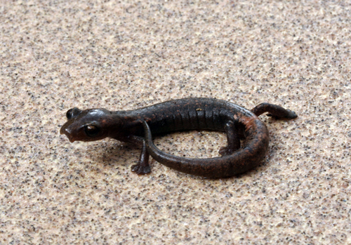 Stuart's Mushroomtongue Salamander
