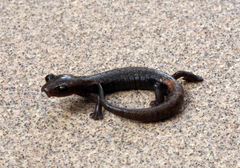 Stuart's Mushroomtongue Salamander photo 2
