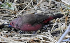 Lagonosticta rhodopareia