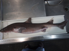 Mandarin Dogfish photo 4