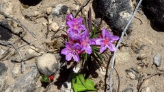 Armeria girardii