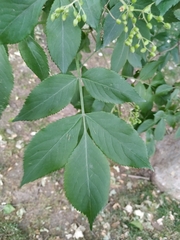 Sambucus nigra