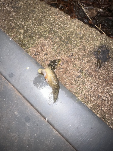 Limacus flavus observed 2024-08-15