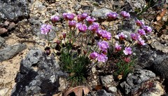 Armeria girardii