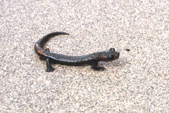 Stuart's Mushroomtongue Salamander photo 3